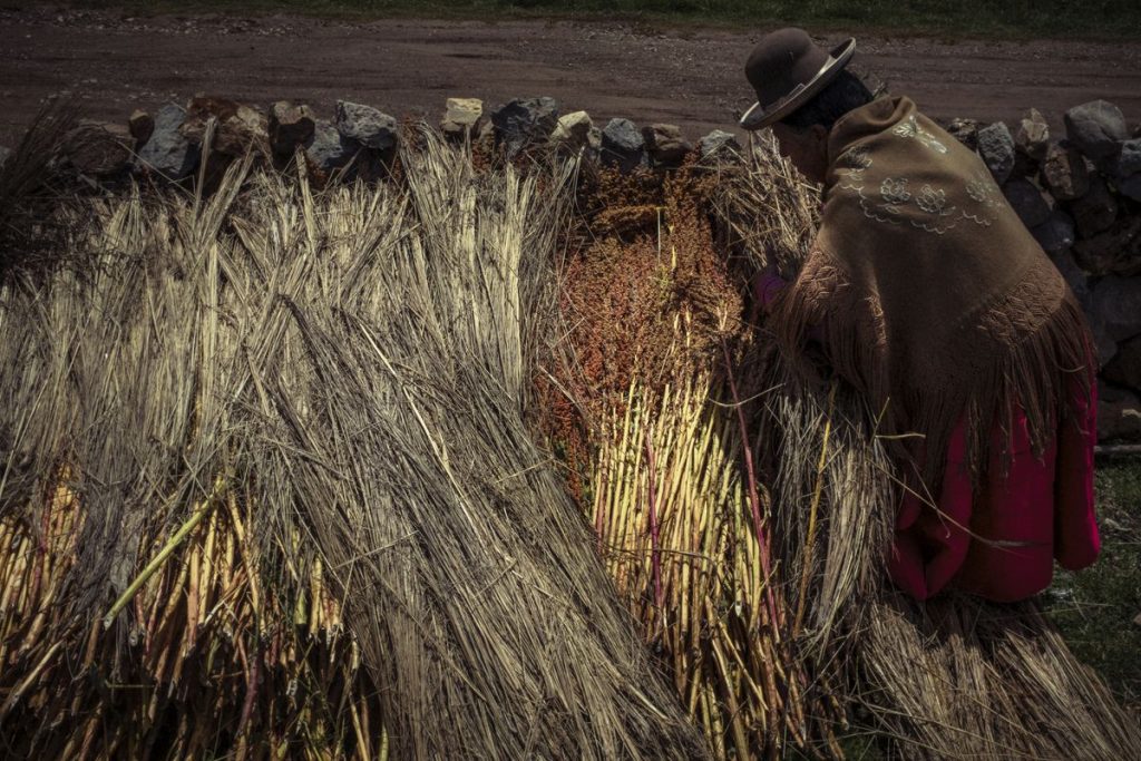 Al rescate de la colorida quinua, los cereales olvidados del Perú |  Planeta futuro