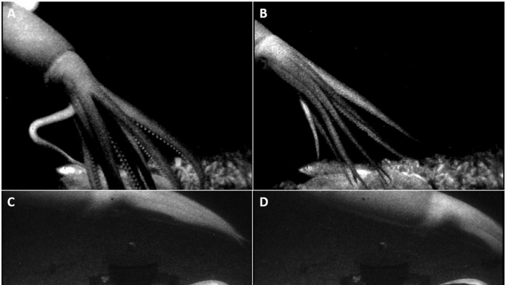 Así lograron capturar imágenes del 'kraken' tras siglos de investigación